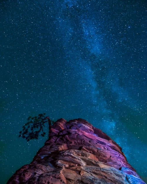 Milky Way and iconic Pine - Zion NP, UT © jj raia