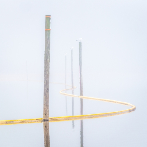 gulls in fog — jordan lake, nc © jj raia